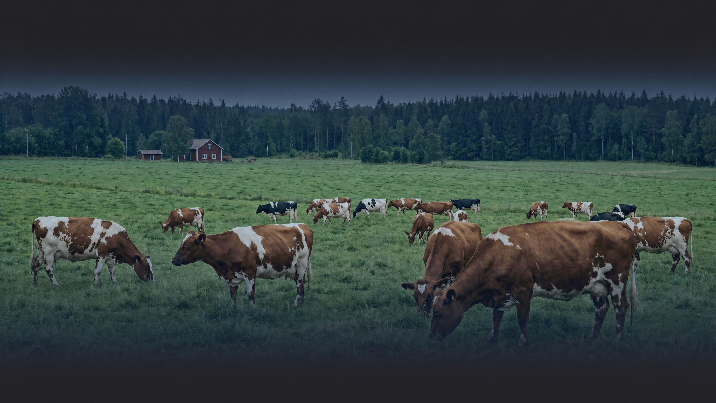 Schwedische Weidelandschaft